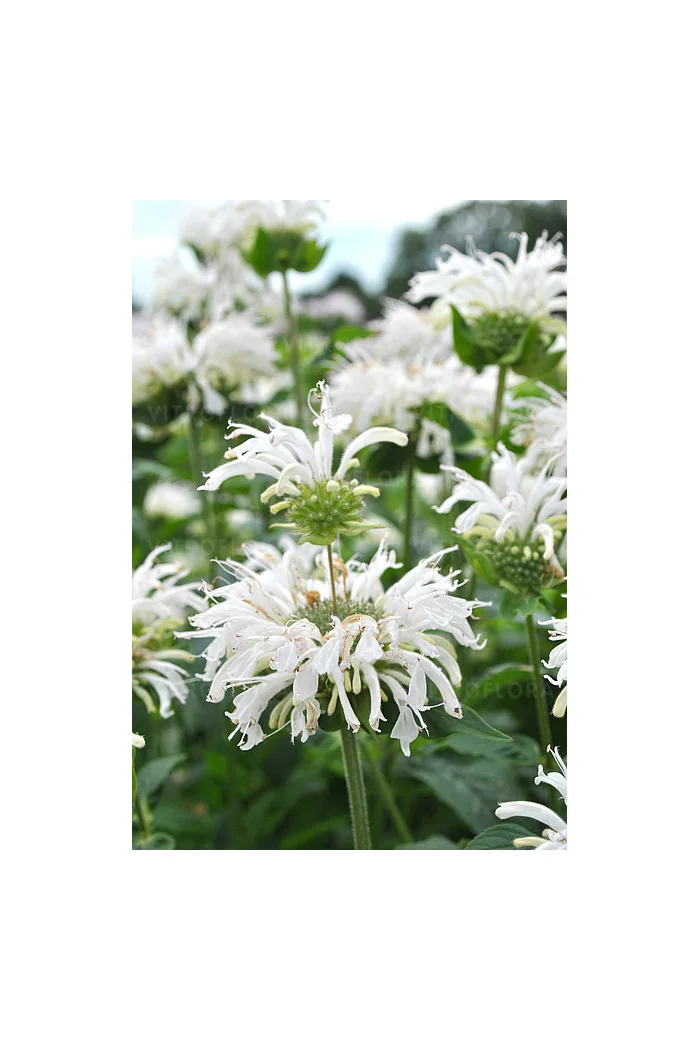 Pysznogłówka 'Bee Bright'| Monarda