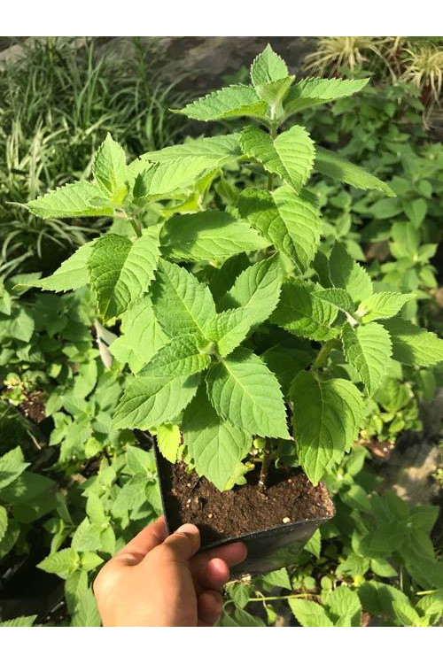 Pysznogłówka 'Bee Bright'| Monarda