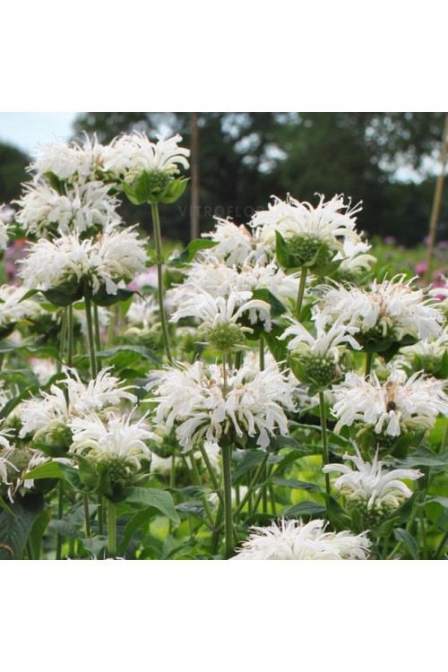 Pysznogłówka 'Bee Bright'| Monarda