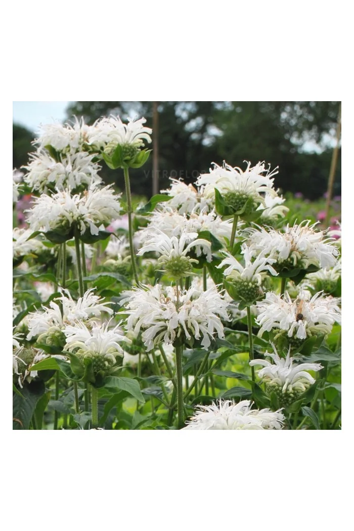 Pysznogłówka 'Bee Bright'| Monarda