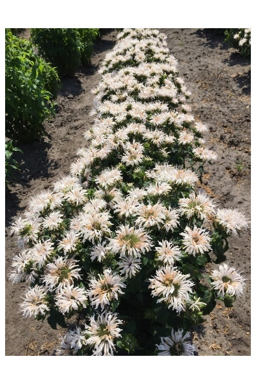 Pysznogłówka 'Bee Bright'| Monarda