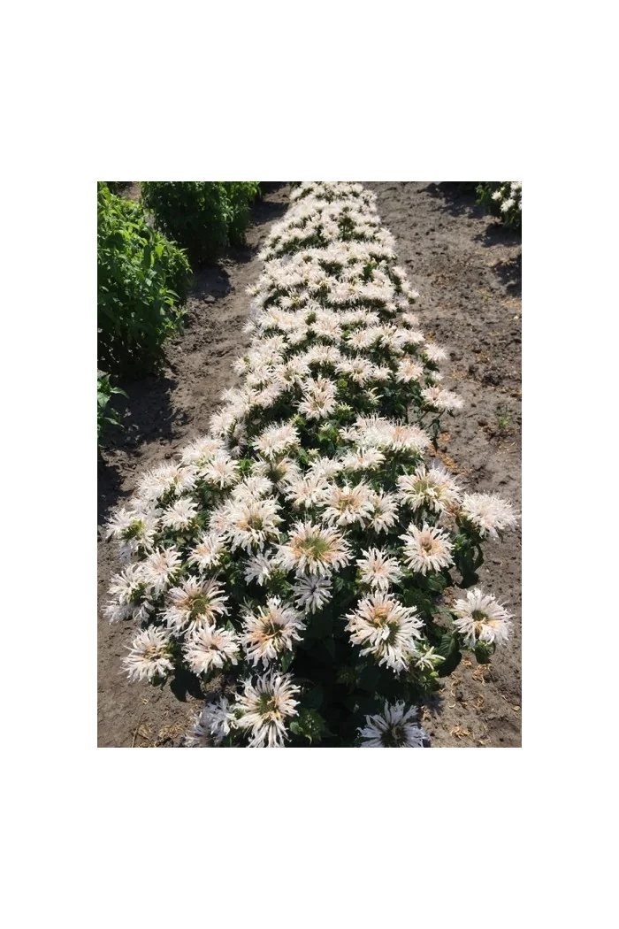 Pysznogłówka 'Bee Bright'| Monarda