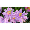 Zawilec 'Pretty Lady Emilly' | Anemone