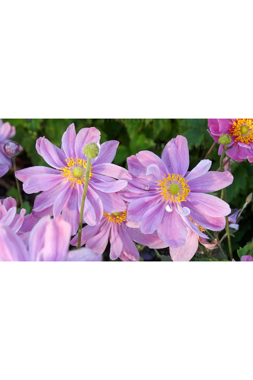 Zawilec 'Pretty Lady Emilly' | Anemone