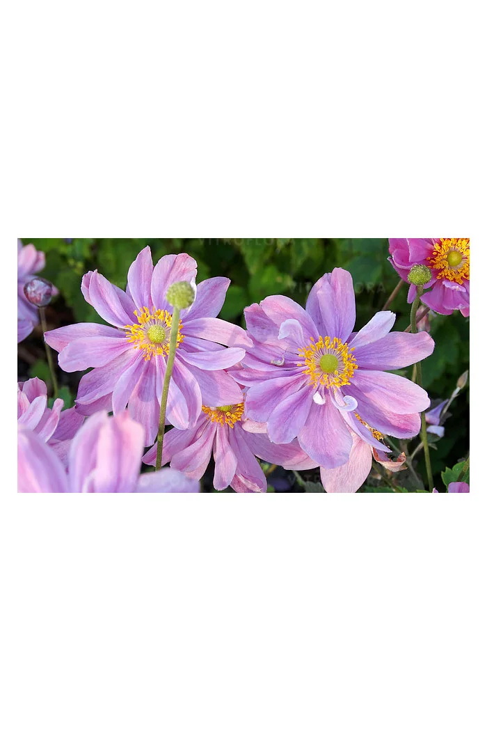 Zawilec 'Pretty Lady Emilly' | Anemone