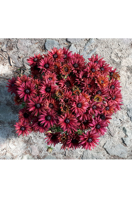 Rudbekia 'True Red' | Rudbeckia