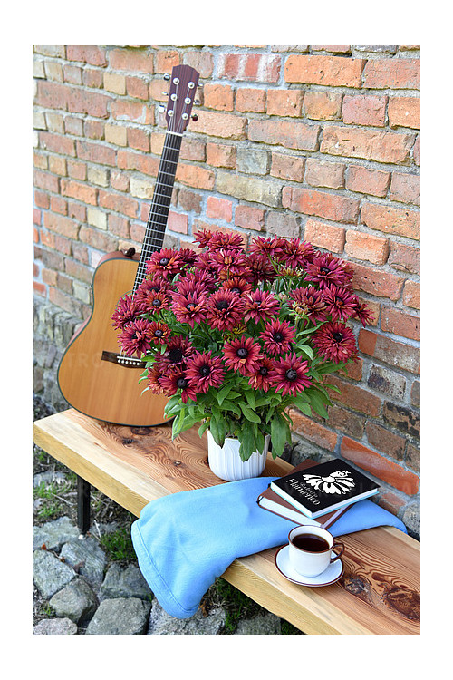 Rudbekia 'True Red' | Rudbeckia