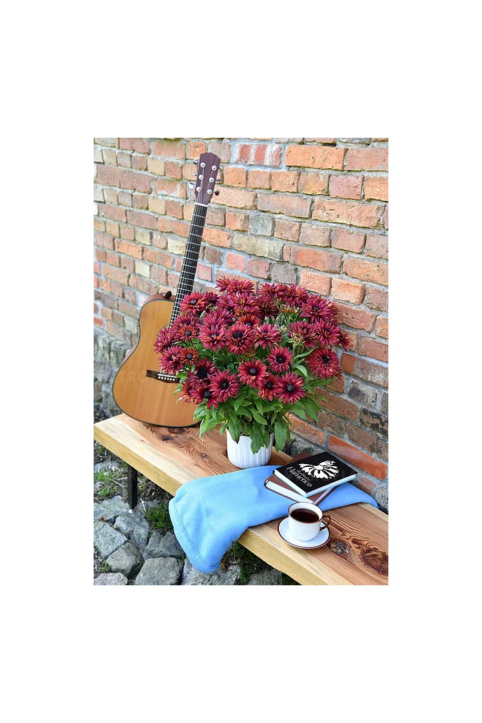 Rudbekia 'True Red' | Rudbeckia