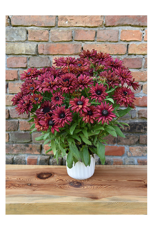 Rudbekia 'True Red' | Rudbeckia