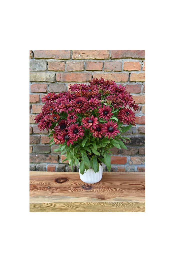 Rudbekia 'True Red' | Rudbeckia