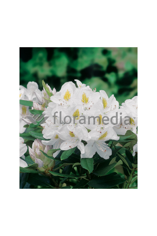 Różanecznik 'Madame-Masson' | Rhododendron