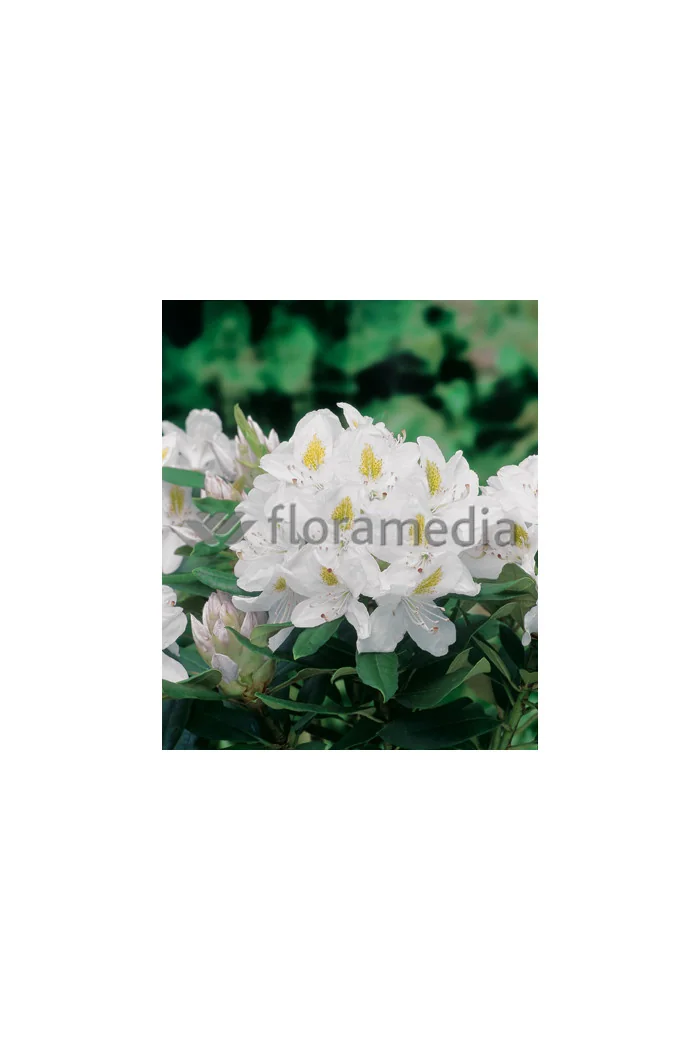 Różanecznik 'Madame-Masson' | Rhododendron