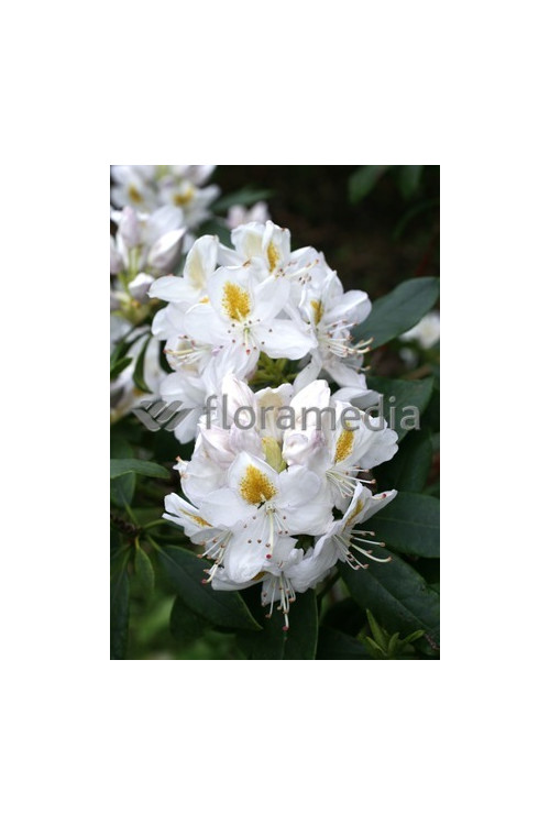 Różanecznik 'Madame-Masson' | Rhododendron
