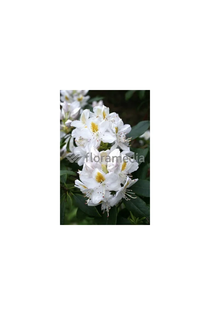 Różanecznik 'Madame-Masson' | Rhododendron