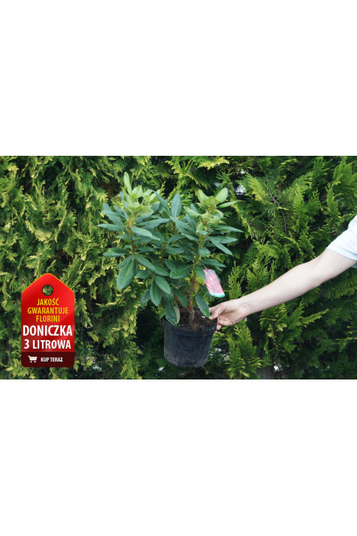 Różanecznik 'Madame-Masson' | Rhododendron