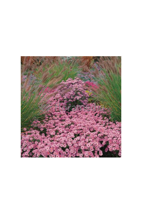 Aster krzaczasty 'Kassel' | Aster dumosus