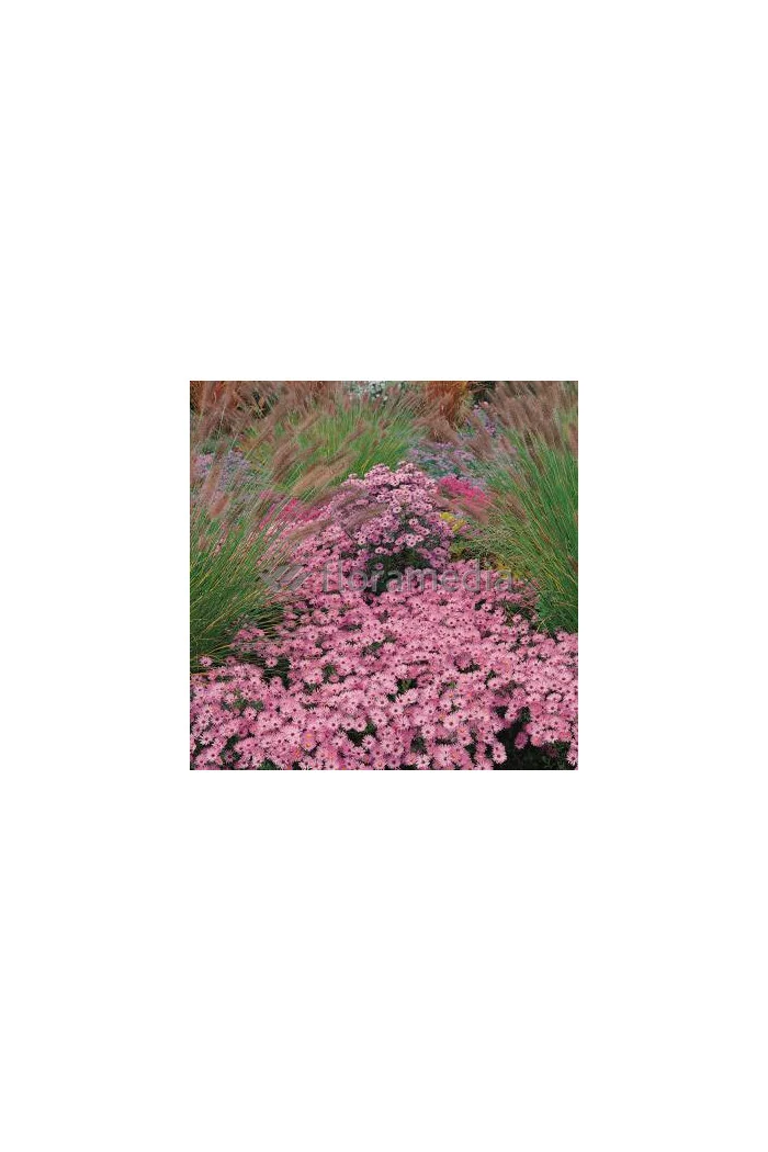 Aster krzaczasty 'Kassel' | Aster dumosus