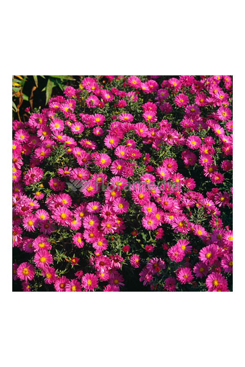 Aster krzaczasty 'Kassel' | Aster dumosus