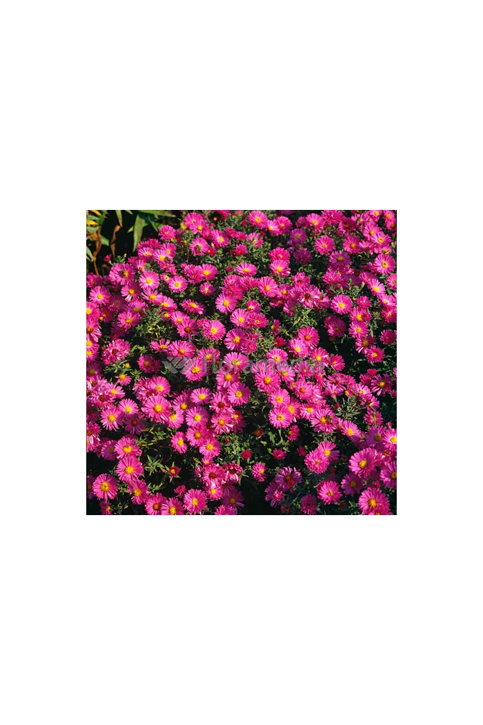 Aster krzaczasty 'Kassel' | Aster dumosus