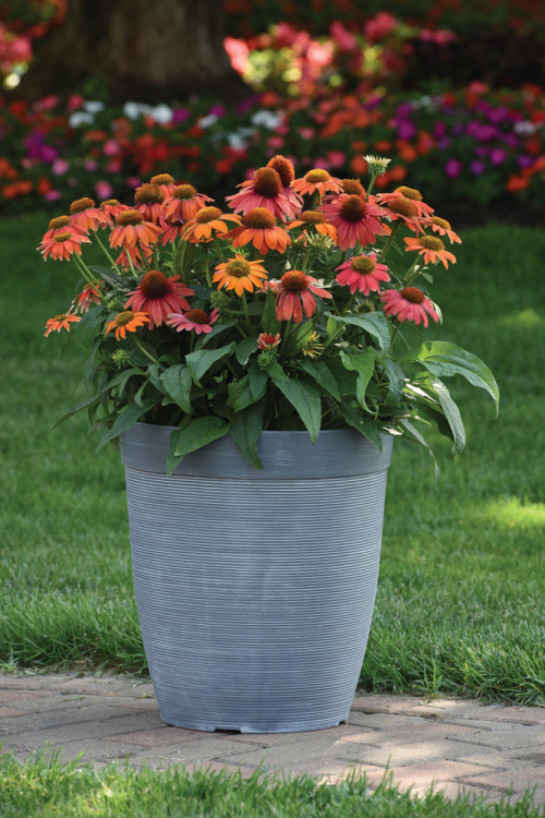 Jeżówka 'Lakota Red' | Echinacea