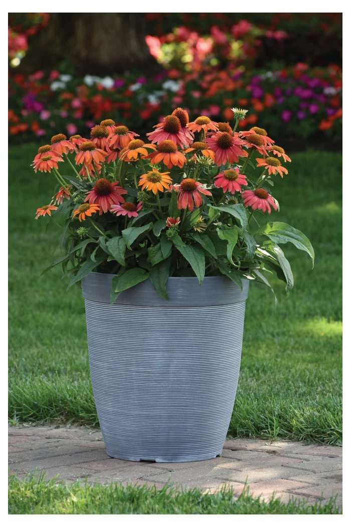 Jeżówka 'Lakota Red' | Echinacea