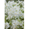 Floks szydlasty 'Fabulous White' | Phlox subulata