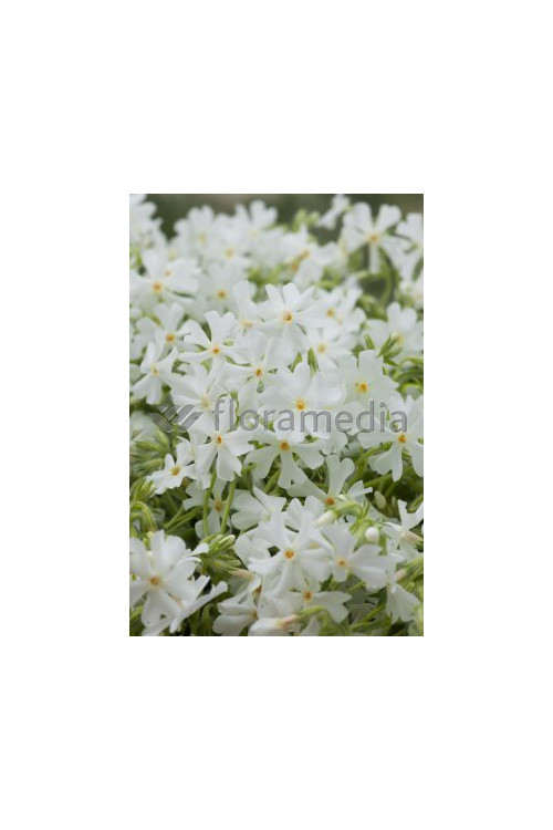 Floks szydlasty 'Fabulous White' | Phlox subulata