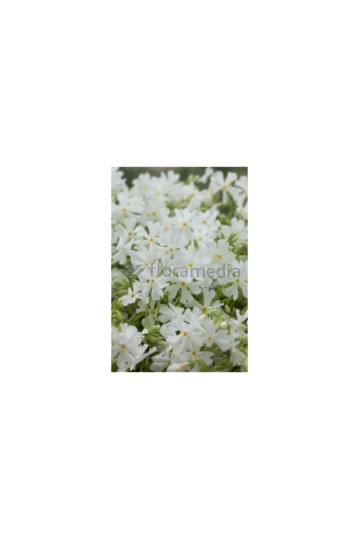 Floks szydlasty 'Fabulous White' | Phlox subulata