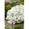 Floks szydlasty 'Fabulous White' | Phlox subulata