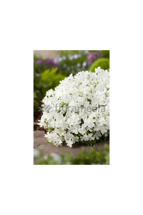 Floks szydlasty 'Fabulous White' | Phlox subulata
