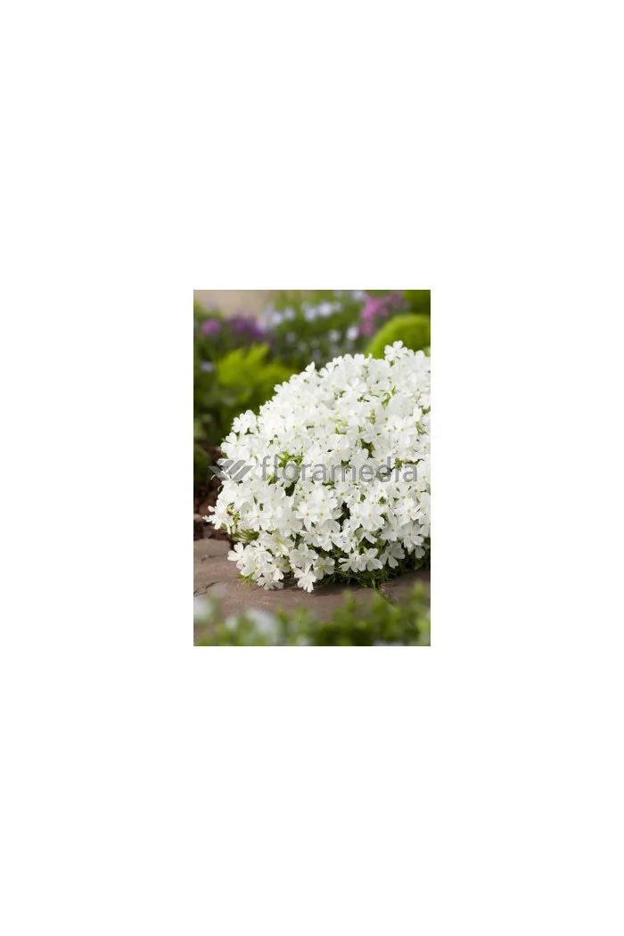 Floks szydlasty 'Fabulous White' | Phlox subulata