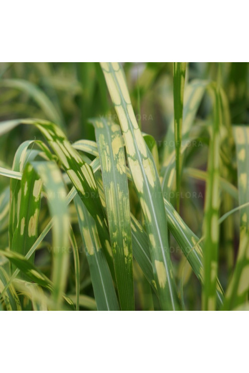 Miskant olbrzymi 'Aligator' | Miscanthus giganteus