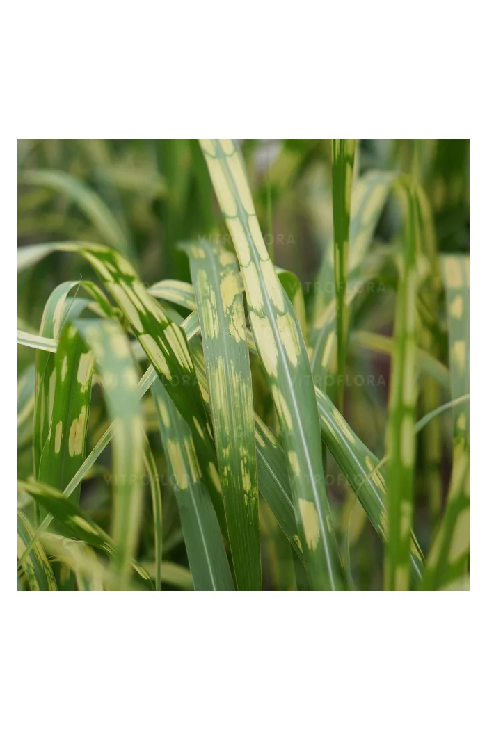 Miskant olbrzymi 'Aligator' | Miscanthus giganteus