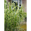Miskant olbrzymi 'Aligator' | Miscanthus giganteus