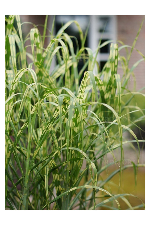 Miskant olbrzymi 'Aligator' | Miscanthus giganteus