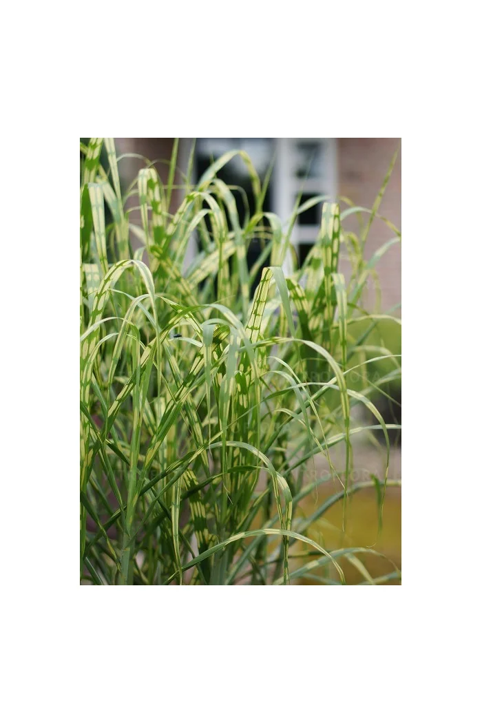 Miskant olbrzymi 'Aligator' | Miscanthus giganteus