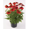Jeżówka 'Lakota Red' | Echinacea