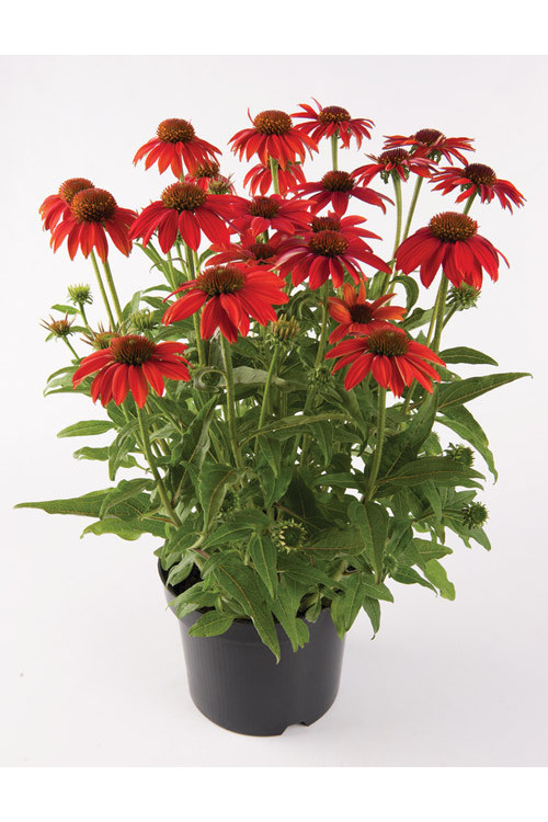 Jeżówka 'Lakota Red' | Echinacea