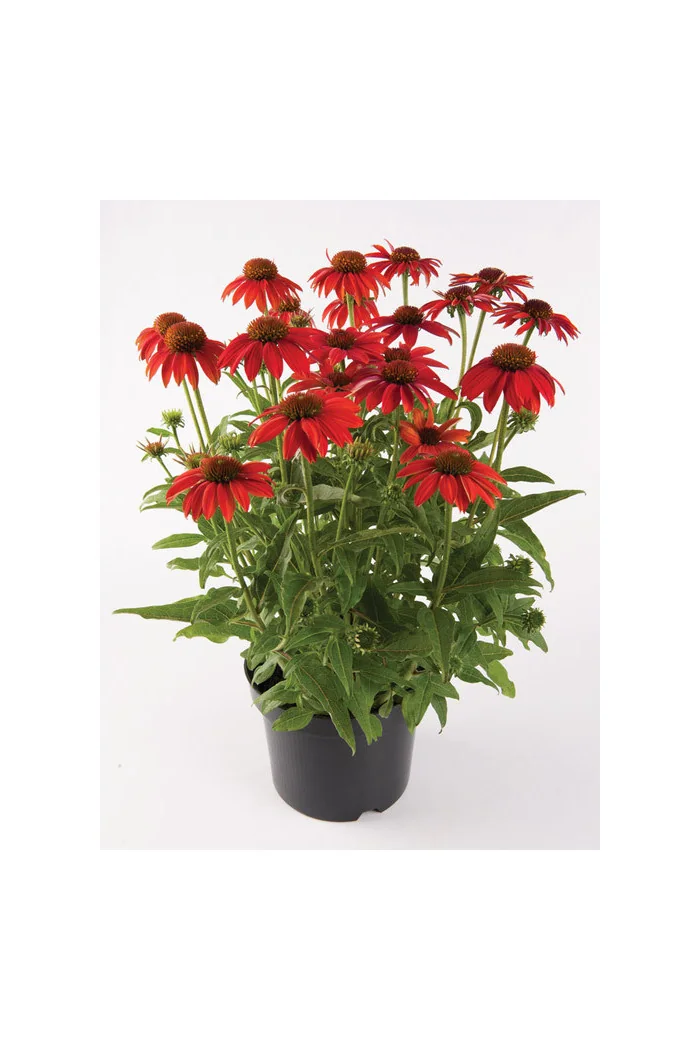 Jeżówka 'Lakota Red' | Echinacea