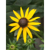 Rudbekia 'Sun Ka Ching' | Rudbeckia