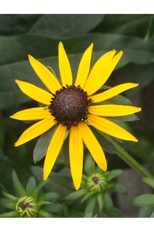 Rudbekia 'Sun Ka Ching' | Rudbeckia