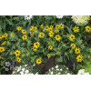 Rudbekia 'Sun Ka Ching' | Rudbeckia
