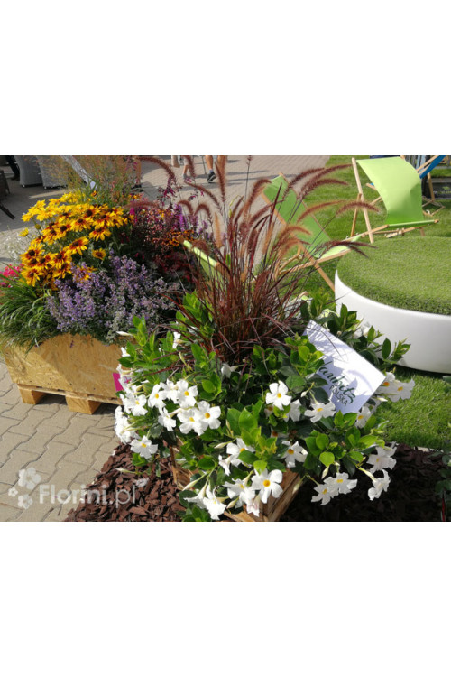 Mandaville (Sundaville) 'Agathe' | Mandaville