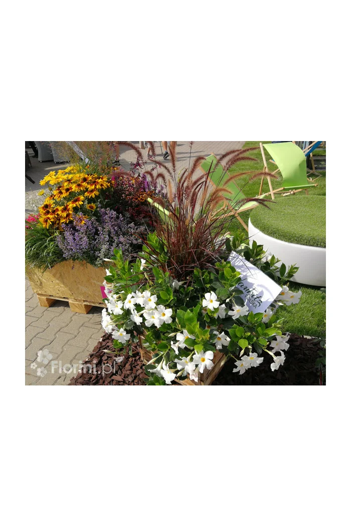 Mandaville (Sundaville) 'Agathe' | Mandaville