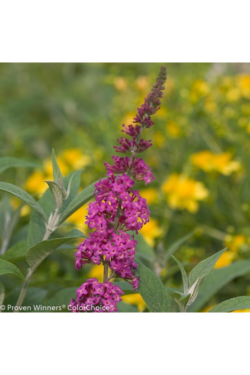 budleja, budleja Petite Blue Heaven, Buddleja, motyli krzew