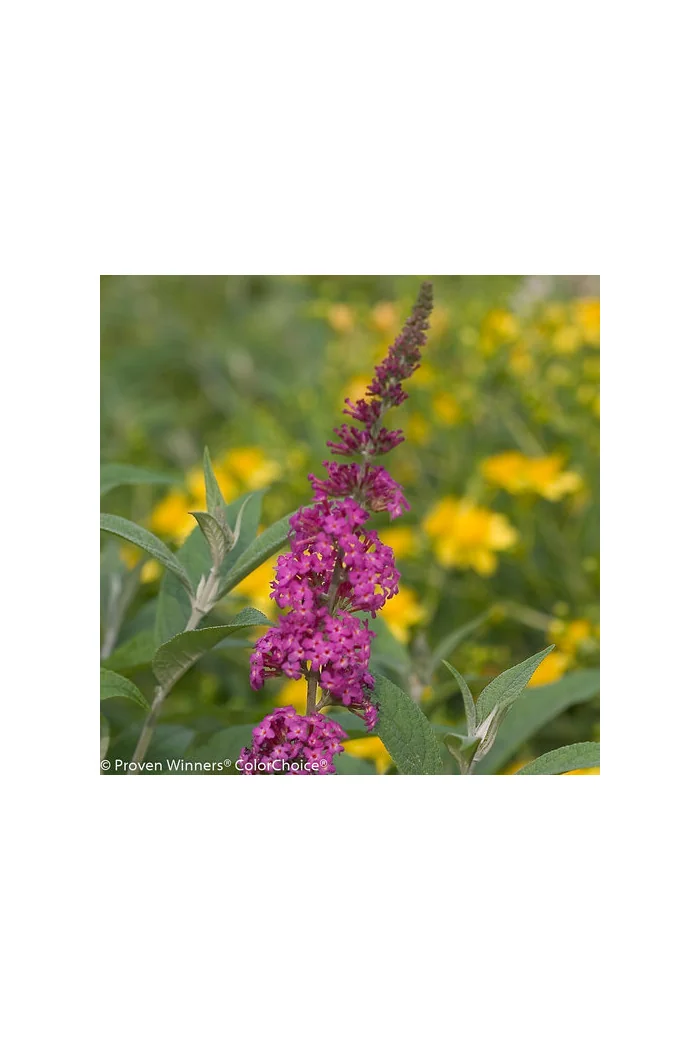 budleja, budleja Petite Blue Heaven, Buddleja, motyli krzew