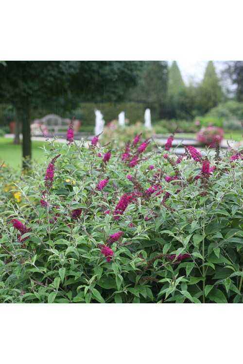 budleja, budleja Petite Blue Heaven, Buddleja, motyli krzew