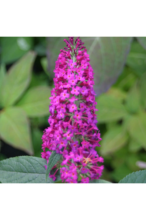 budleja, budleja Petite Blue Heaven, Buddleja, motyli krzew