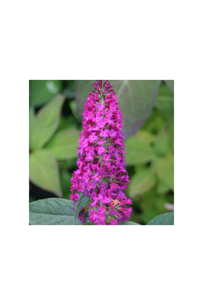 budleja, budleja Petite Blue Heaven, Buddleja, motyli krzew