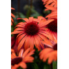 Jeżówka 'SunMagic Vintage Orange' | Echinacea